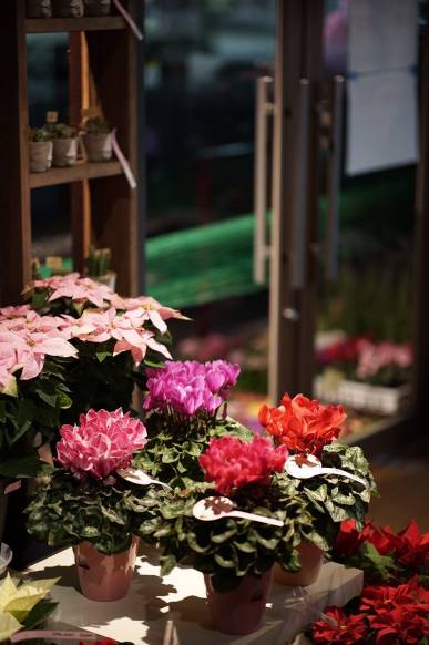 「緑ヶ丘ガーデン」　（福岡県大野城市）の花屋店舗写真4